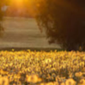 Meet your Posher, Shelby